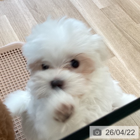 福岡県のマルチーズ (ペットプラス ららぽーと福岡店/2026年1月27日生まれ/男の子/ホワイト)の子犬の3枚目の画像