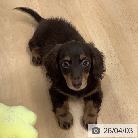 熊本県のミニチュアダックスフンド(ロング) (ペットプラス 熊本店/2026年1月25日生まれ/男の子/チョコレートタン)の子犬の3枚目の画像