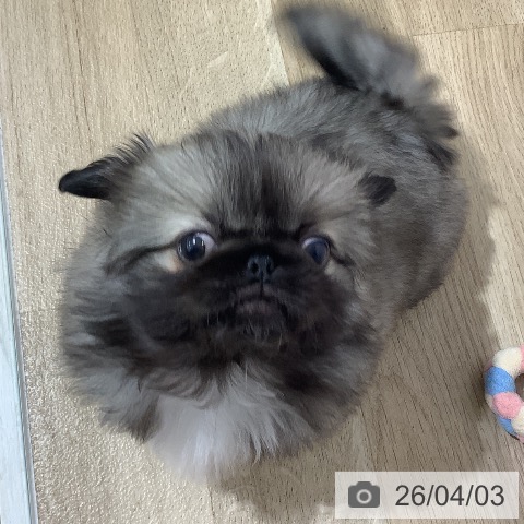 長野県のペキニーズ (ペットプラス 長野店/2026年1月25日生まれ/女の子/フォーン)の子犬の4枚目の画像