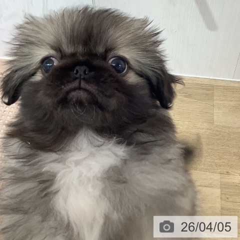 長野県のペキニーズ (ペットプラス 長野店/2026年1月25日生まれ/女の子/フォーン)の子犬の3枚目の画像