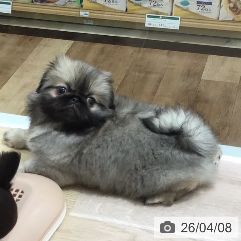 長野県のペキニーズ (ペットプラス 長野店/2026年1月25日生まれ/女の子/フォーン)の子犬の3枚目の画像