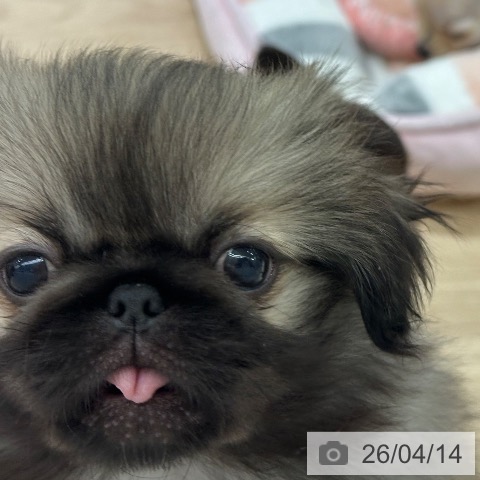 長野県のペキニーズ (ペットプラス 長野店/2026年1月25日生まれ/女の子/フォーン)の子犬の4枚目の画像