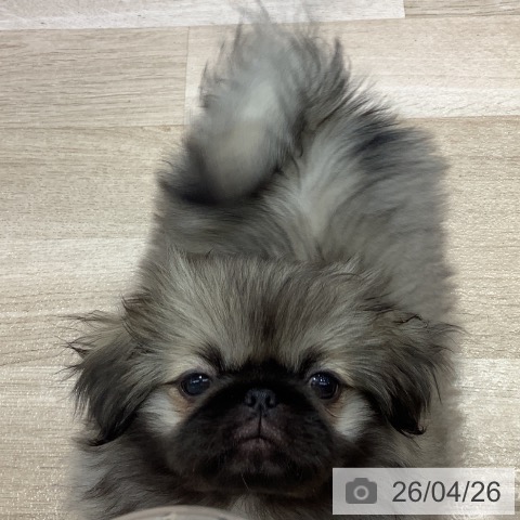 長野県のペキニーズ (ペットプラス 長野店/2026年1月25日生まれ/女の子/フォーン)の子犬の3枚目の画像