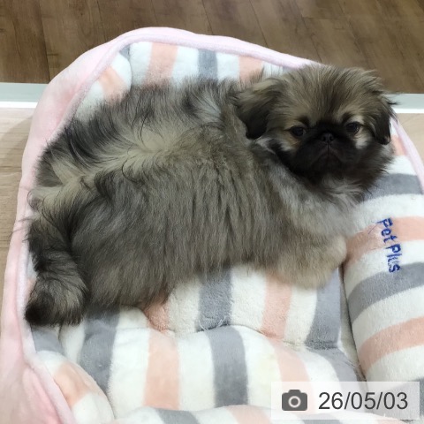 長野県のペキニーズ (ペットプラス 長野店/2026年1月25日生まれ/女の子/フォーン)の子犬の3枚目の画像