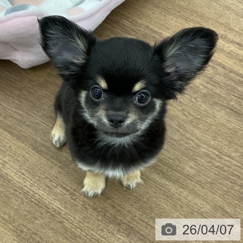 千葉県のチワワ(ロング) (ペッツワン 千葉ニュータウン店/2026年1月29日生まれ/男の子/ブラックタンホワイト)の子犬の3枚目の画像