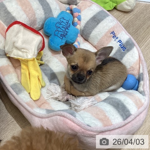 東京都のチワワ(ロング) (ペットプラス むさし村山店/2026年1月29日生まれ/男の子/フォーン)の子犬の3枚目の画像