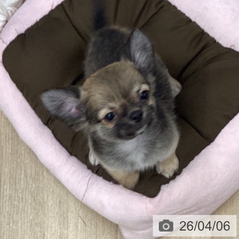 千葉県のチワワ(ロング) (ペットプラス 船橋店/2026年1月29日生まれ/男の子/フォーン)の子犬の4枚目の画像