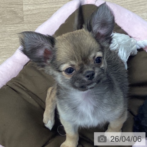 千葉県のチワワ(ロング) (ペットプラス 船橋店/2026年1月29日生まれ/男の子/フォーン)の子犬の3枚目の画像