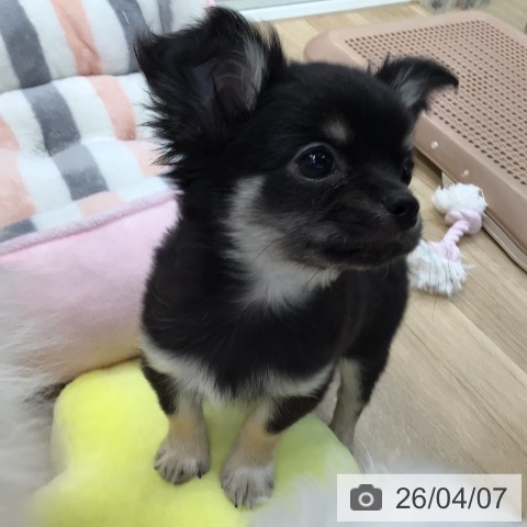 東京都のチワワ(ロング) (ペットプラス 日の出店/2026年1月29日生まれ/女の子/ブラックタンホワイト)の子犬の3枚目の画像