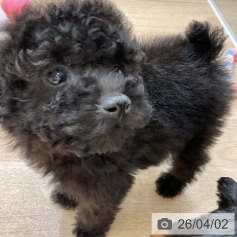 トイ・プードルの写真