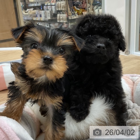 トイ・プードルの写真