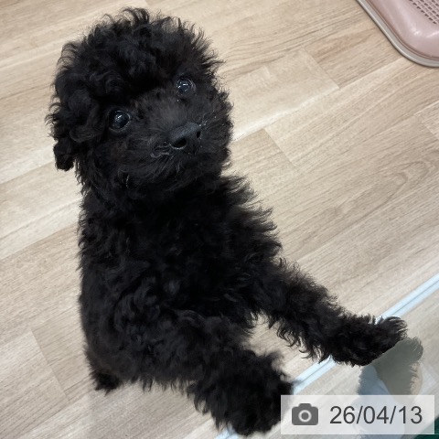 トイ・プードルの写真