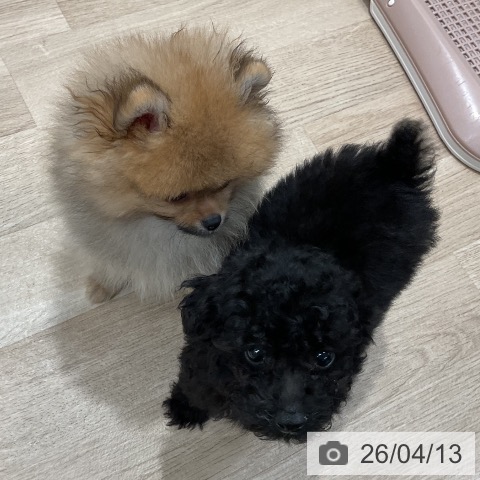 トイ・プードルの写真