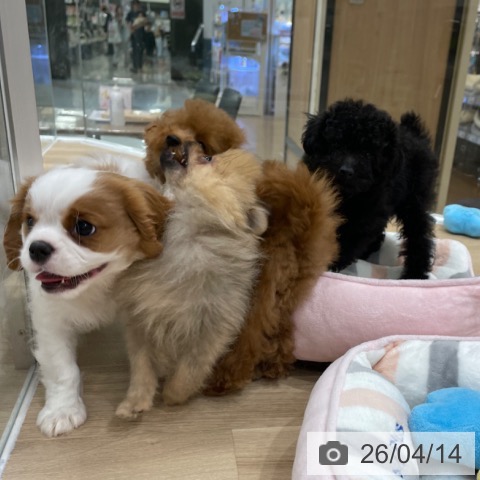 トイ・プードルの写真