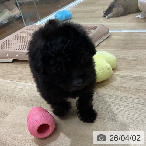 トイ・プードルの写真