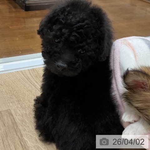 福岡県のトイプードル(トイ) (ペットプラス 八幡東店/2026年1月27日生まれ/男の子/ブラック)の子犬の4枚目の画像