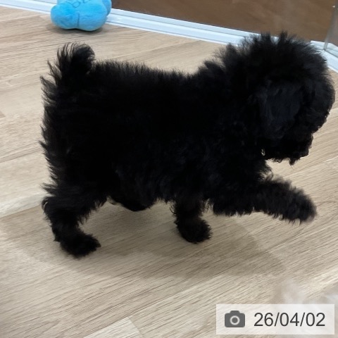 福岡県のトイプードル(トイ) (ペットプラス 八幡東店/2026年1月27日生まれ/男の子/ブラック)の子犬の3枚目の画像