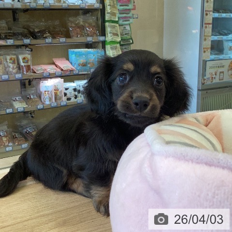 福岡県のカニンヘンダックスフンド(ロング) (ペットプラス ららぽーと福岡店/2026年1月30日生まれ/女の子/ブラックタン)の子犬の4枚目の画像