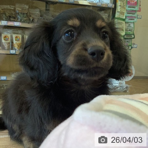 福岡県のカニンヘンダックスフンド(ロング) (ペットプラス ららぽーと福岡店/2026年1月30日生まれ/女の子/ブラックタン)の子犬の3枚目の画像