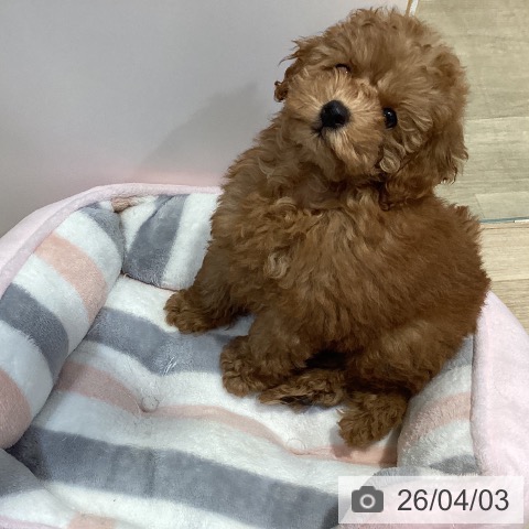 トイ・プードルの写真