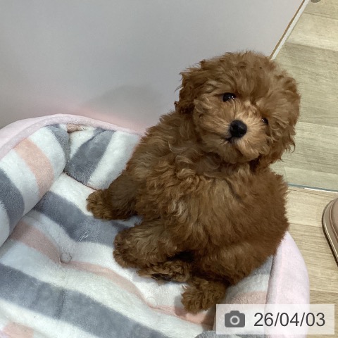 トイ・プードルの写真