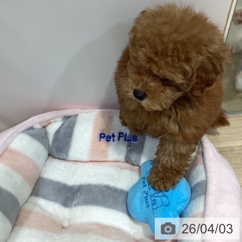 福岡県のトイプードル(トイ) (ペットプラス 小倉南店/2026年1月30日生まれ/男の子/オレンジフォーン)の子犬の4枚目の画像