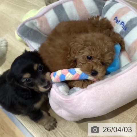 福岡県のトイプードル(トイ) (ペットプラス 小倉南店/2026年1月30日生まれ/男の子/オレンジフォーン)の子犬の4枚目の画像