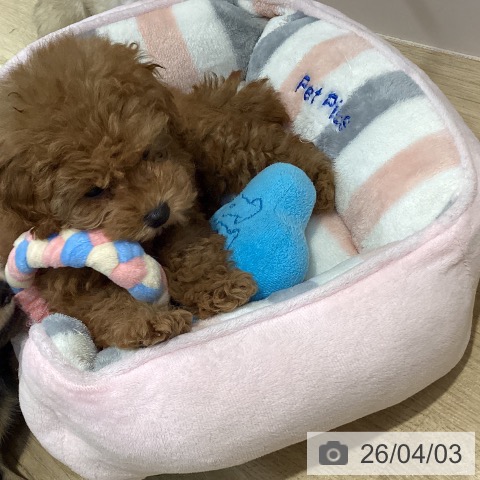 福岡県のトイプードル(トイ) (ペットプラス 小倉南店/2026年1月30日生まれ/男の子/オレンジフォーン)の子犬の3枚目の画像