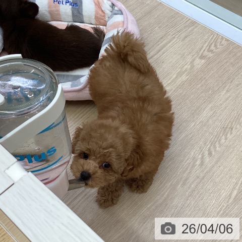 沖縄県のトイプードル(トイ) (ペットプラス 沖縄ライカム店/2026年1月30日生まれ/男の子/レッドフォーン)の子犬の4枚目の画像