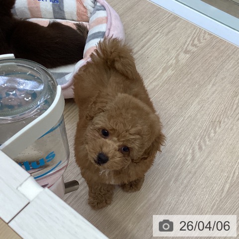 沖縄県のトイプードル(トイ) (ペットプラス 沖縄ライカム店/2026年1月30日生まれ/男の子/レッドフォーン)の子犬の3枚目の画像