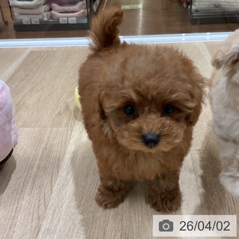 トイ・プードルの写真