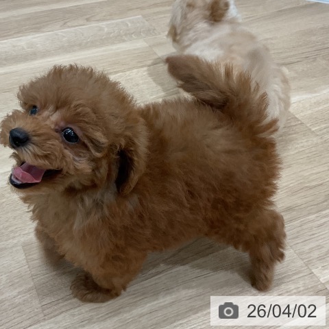 トイ・プードルの写真