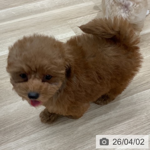 トイ・プードルの写真