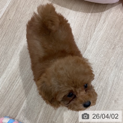 トイ・プードルの写真