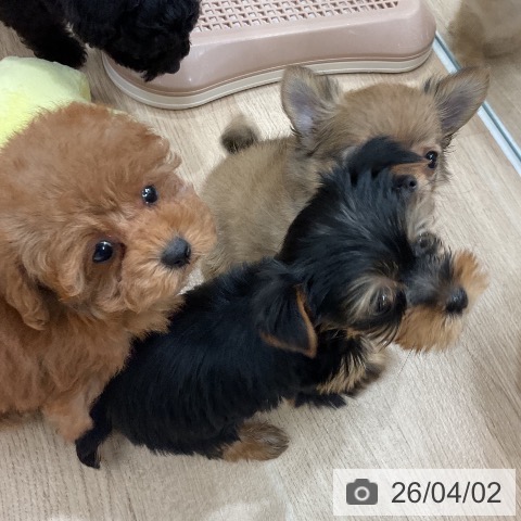 トイ・プードルの写真