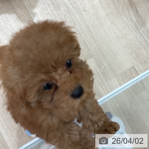 トイ・プードルの写真