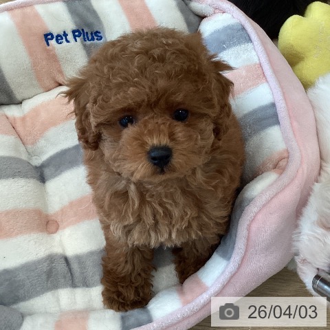 福岡県のトイプードル(トイ) (ペットプラス ららぽーと福岡店/2026年1月30日生まれ/女の子/オレンジフォーン)の子犬の4枚目の画像