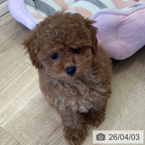 福岡県のトイプードル(トイ) (ペットプラス ららぽーと福岡店/2026年1月30日生まれ/女の子/オレンジフォーン)の子犬の3枚目の画像