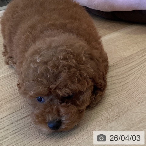 福岡県のトイプードル(トイ) (ペットプラス ららぽーと福岡店/2026年1月30日生まれ/女の子/オレンジフォーン)の子犬の3枚目の画像