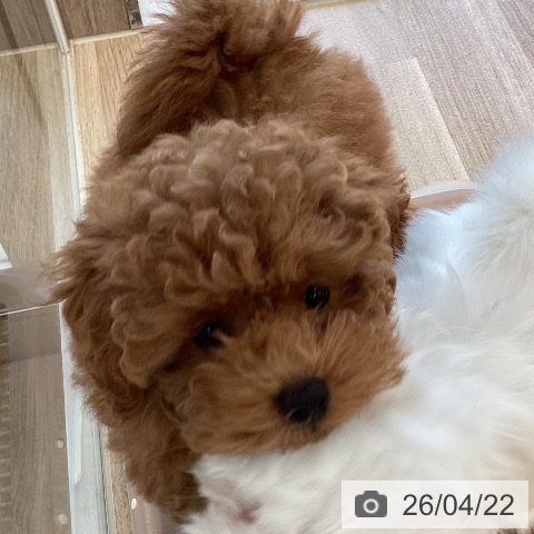 福岡県のトイプードル(トイ) (ペットプラス ららぽーと福岡店/2026年1月30日生まれ/女の子/オレンジフォーン)の子犬の4枚目の画像