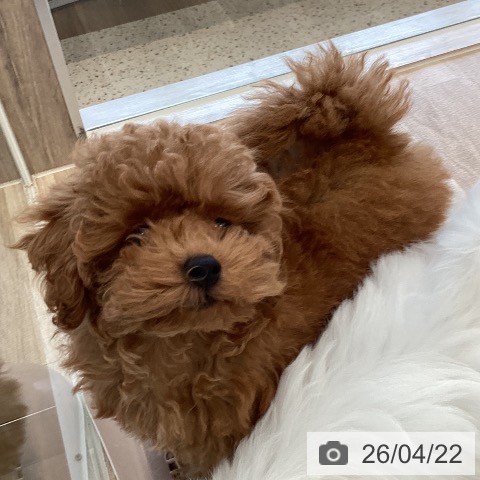 福岡県のトイプードル(トイ) (ペットプラス ららぽーと福岡店/2026年1月30日生まれ/女の子/オレンジフォーン)の子犬の3枚目の画像