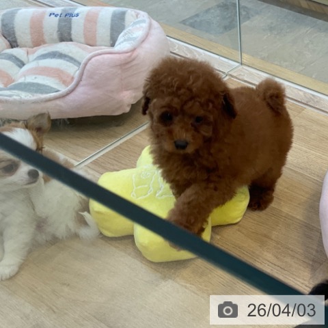 福岡県のトイプードル(トイ) (ペットプラス ららぽーと福岡店/2026年1月30日生まれ/男の子/レッドフォーン)の子犬の4枚目の画像