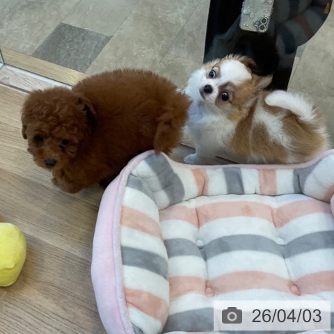 福岡県のトイプードル(トイ) (ペットプラス ららぽーと福岡店/2026年1月30日生まれ/男の子/レッドフォーン)の子犬の3枚目の画像