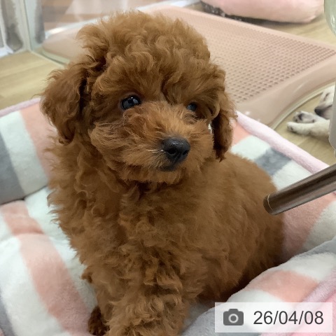 宮崎県のトイプードル(トイ) (ペットプラス 宮崎店/2026年1月30日生まれ/女の子/オレンジフォーン)の子犬の4枚目の画像