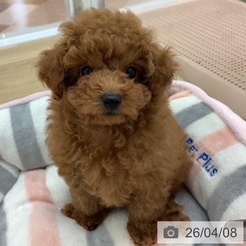 宮崎県のトイプードル(トイ) (ペットプラス 宮崎店/2026年1月30日生まれ/女の子/オレンジフォーン)の子犬の3枚目の画像