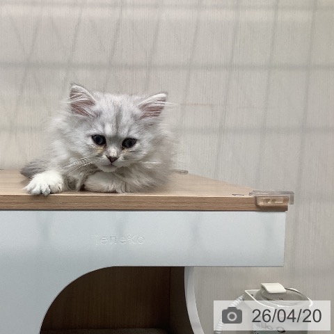 長崎県のペルシャ (ペットプラス 長崎店/2026年1月30日生まれ/男の子/チンチラシルバー)の子猫の4枚目の画像