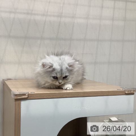 長崎県のペルシャ (ペットプラス 長崎店/2026年1月30日生まれ/男の子/チンチラシルバー)の子猫の3枚目の画像