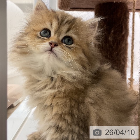 福岡県のペルシャ (ペットプラス 香椎浜店/2026年1月30日生まれ/男の子/チンチラゴールデン)の子猫の3枚目の画像