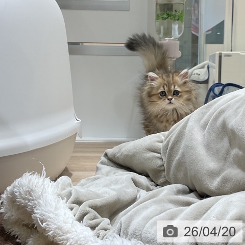 福岡県のペルシャ (ペットプラス 香椎浜店/2026年1月30日生まれ/男の子/チンチラゴールデン)の子猫の4枚目の画像