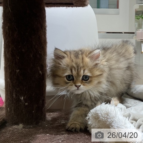 福岡県のペルシャ (ペットプラス 香椎浜店/2026年1月30日生まれ/男の子/チンチラゴールデン)の子猫の3枚目の画像